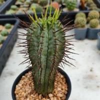 ราคา Cake Cactus Farm กระบองเพชร ไม้อวบน้ำ Euphorbia horrida ยูโฟเบีย ฮอริด้า ผิวเคลือบแว็กซ์ขาวๆ (6402445474)