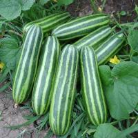 ราคา แตงไทยอ่อนถูกที่สุด10 บ.เมล็ดพันธุ์แตงไทยอ่อน10 เมล็ด☘️กินลูกอ่อนลูกดกปลูกง่าย (9214126320)