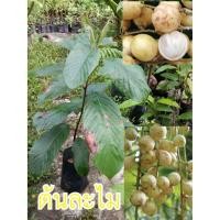 ราคา ต้นละไม (เสียบยอด) เนื้อหวาน เปลือกบาง ขนาดช่อยาว ขนาดต้นสูงประมาณ 60-70cm.(1ต้น) (4101458688)