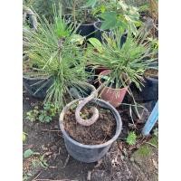 ราคา ต้นสนดำญี่ปุ่นบอนไซ กระถาง 6” (16099918409)