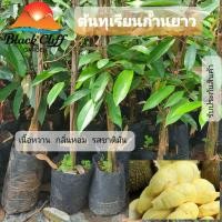 ราคา ต้นทุเรียนก้านยาว พันธุ์ทุเรียน ต้นไม้ (5892492364)
