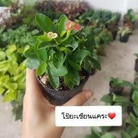 ราคา โป๊ยเซียนแคระ ขนาดกระถาง 3" (4242180985)