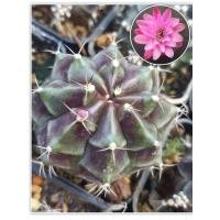 ราคา ยิมโนด่างม่วงดำ(ส่งทั้งกระถาง) (10494397564)