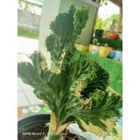 ราคา ต้นหยกนำโชคด่าง/ หยกเขียวมรกตด่างสองสีสวยๆ/ไม้มงคล /เสริมบารมีและโชคลาภ​ส่งต้นในรูปพร้อมกระถาง (7294024958)