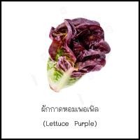 ราคา เมล็ดผักกาดหอมเพอเพิล (Lettuce Purple) 40 เมล็ด [10 แถม 1 คละได้] (15548707747)