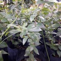 ราคา มะยมแดงหรือเชอร์รี่สเปน (7739302536)