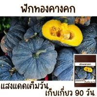 ราคา ☂20 เมล็ด เมล็ด​พันธุ์​ ฟักทองคางคก ผู้ชาย นักเรียน ผู้หญิง ดอกไม้ เสื้อ กางเกงขาสั้น เสื้อผ้าเด็ก สวน ชุดชั้นใน กรณีโท (20974046345)