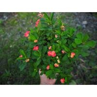 ราคา ต้นโป๊ยเซียน (พันธ์ุแคระ) กระถาง 4 นิ้ว_Fullgarden (25106917938)