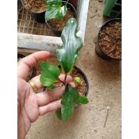 ราคา บอนสี “ลูกไม้” Caladium ทรงใบไผ่ (ขายต้นในรูป) (10751122164)