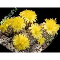 ราคา M5277 Copiapoa laui (10 เมล็ด) เมล็ดพันธุ์ กระบองเพชร แคคตัส เฟเรีย เพาะเมล็ด แคคตัส ไม้อวบน้ำ ไลท็อป Lithops Cactus (3073406321)