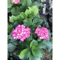 ราคา ต้นไฮเดรนเยีย พันธุ์หนัก ดอกสีแดง (5138633552)