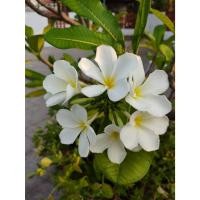 ราคา ต้นพันธุ์ ลีลาวดี สีขาว พร้อมปลูก ในถุงดำ 29 บาท ลีลาวดี (Frangipani) (21396559578)