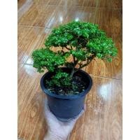 ราคา ต้นเพรมน่าไต้หวัน ไม้จิ๋ว (17854015761)