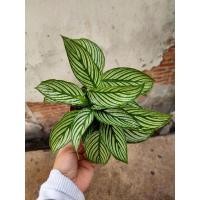 ราคา calatheaVittataคล้าวิททาทา (8909574946)
