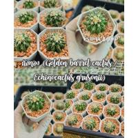 ราคา ถังทอง ไม้มงคล กระบองเพชร ไม้หนามถังทอง Golden barrel cactus Echinocactus grusonii (3540551392)