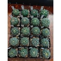 ราคา กระบองเพชร แคคตัส (Cactus) 7/7/20 แอสโตรไฟตัม แอสทีเรียส (Astrophytum) (5341231880)