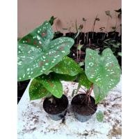 ราคา บอนสี สาวน้อยปะแป้ง ส่งพร้อมกระถาง (4797598120)