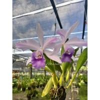 ราคา กล้วยไม้แคทลียา มิชิมา ดอกสีบลูหายากมาก (22789720488)