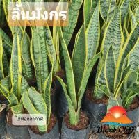 ราคา ต้นลิ้นมังกร ล้านมังกร กิ่งพันธุ์ ต้นไม้ ไม้ผล ต้นพันธ์ เมล็ดพันธ์ พันธุ์ไม้ ไม้มงคล ไม้ฟอกอากาศ เมล็ดพันธุ์ สวนเขาหม... (7137249489)