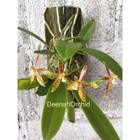 ราคา กล้วยไม้เขากวางอ่อน(ดอกสวยคัดพิเศษ) (9977604752)