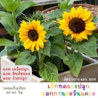 ราคา ชุดหัดปลูกเมล็ดทานตะวัน(แคระ) (24810464013)