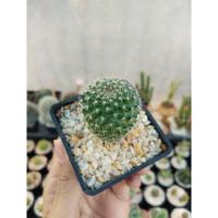 ราคา แมมนกฮูก แคคตัส ☀️ (7119468464)