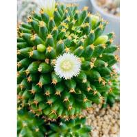 ราคา ไม้หายากแคคตัส แมม บรู mammillaria camptotricha cv. Bru cactus ไม้เมล็ด ต้นใญ่กระถาง3-4นิ้วดอกเป็นชั้นๆสวยมาก (19372129331)