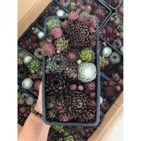 ราคา กุหลาบหินไม้นำเข้า แคคตัส (5279746348)