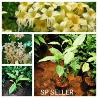 ราคา ต้นกันเกรา 1 ชุด 3 ต้น ขนาด 30 ซม (10837864942)