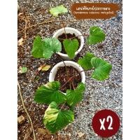 ราคา เสน่ห์จันทร์ประกายดาว (SET-04) (25564664311)