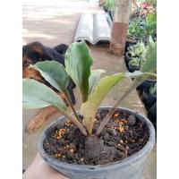 ราคา เศรษฐี​ก้านทอง ไม้มงคล ไม้ประดับ (12647472993)