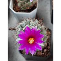 ราคา แมมชูแมน แมมมิลลาเรีย ชูแมนนิไอ Mammillaria Schumannii แคคตัส กระบองเพชร cactus&succulent. (23943543956)