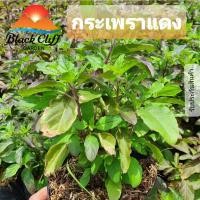 ราคา ต้นกระเพราแดง กระเพรา เมล็ดพันธุ์ (3692536832)