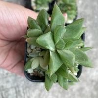 ราคา บัวแก้วด่าง ฮาโวเทีย ราคาต่อต้น ถอดรากส่ง (3696516605)