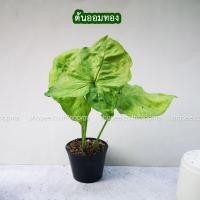 ราคา ออมทอง ต้นไม้มงคล ไม้ฟอกอากาศ ในห้องนอน บนโต๊ะทํางาน ในกระถาง 5นิ้ว (8030197272)