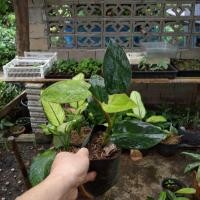 ราคา ฟิโลเดรนดอนมรกตเขียว (9349311214)