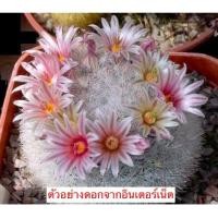 ราคา แคคตัส (Cactus) แมมแคนดิด้า Mammillaria candida (8029563146)