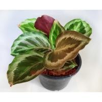 ราคา ต้นคล้านกยูงเขียว (Calathea makoyana) ในกระถาง 6 นิ้ว (9058108908)