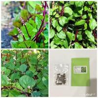 ราคา （เมล็ด）ผักปลังแดง (เมล็ด) Ceylon Spinach Seed/งอก ปลูก/งอก เมล็ด/งอก การ (19378723105)