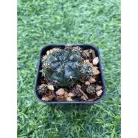 ราคา แคคตัส Cactus กระบองเพชร พันธุ์ยิมโนแม่ลูกดก ส่งทั้งกระถาง พร้อมปลูก (4494378504)