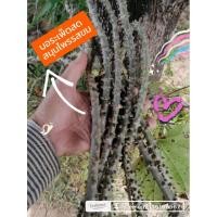 ราคา บอระเพ็ดสดสมุนไพรรสขม (24102206044)