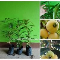 ราคา ต้นชมพู่น้ำดอกไม้ ผลไม้โบราณหายาก มีจ้า (8112297383)