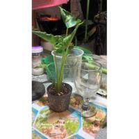 ราคา ห่อเงินห่อทองหรือต้นกอบเงินกอบทอง (14481182982)