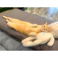 ราคา Kose Sekkisei Clear Wellness Natural Drip 100ml. (11278151215)