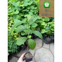 ราคา ต้นตะแบก ดอกสีม่วงๆ ต้นแข็งแรง ระหว่างขนส่งสินค้าเสียหาย ทางร้านรับผิดชอบทุกกรณีจ้า (3463278940)