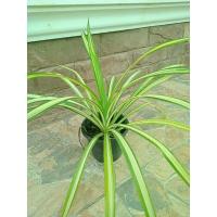 ราคา ต้นเตยทองเตยด่างเป็นต้นไม้มงคล (14172836641)