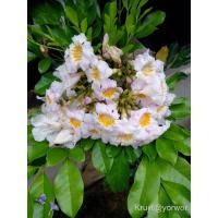 ราคา ต้นปีบยูนานต้นละ 80 บาท (9120630954)