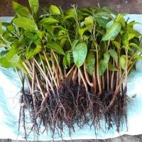 ราคา #ต้นตอมะม่วงแก้วขมิ้น สำหรับนำทาบกิ่งพันธุ์มะม่วง ราคา/ตอ (25350860176)