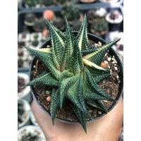 ราคา ม้าเวียนด่าง ฮาโวเทีย ราคาถูก”ต้นตามภาพเลย” (15314354974)