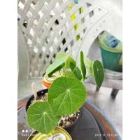 ราคา บัวบกโขด หมายเลข 2 [ส่งทั้งกระถาง ขนาดโขด ~5 เซนติเมตร] ไม้จิ๋ว ไม้โขด ไม้มงคล Minimal ตกแต่งสวน (4538973425)